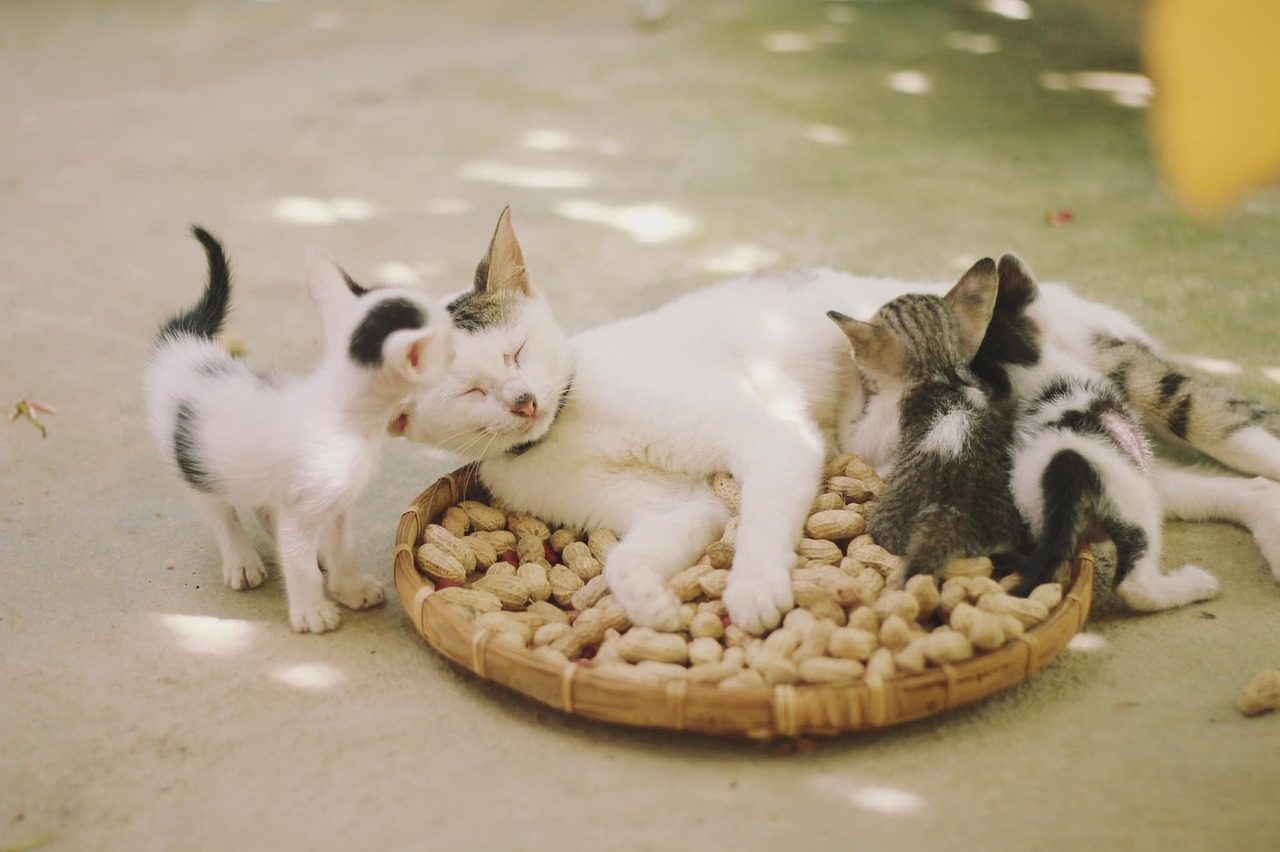 cats, kittens, felines, nature, family, basket, herd of cats, animals