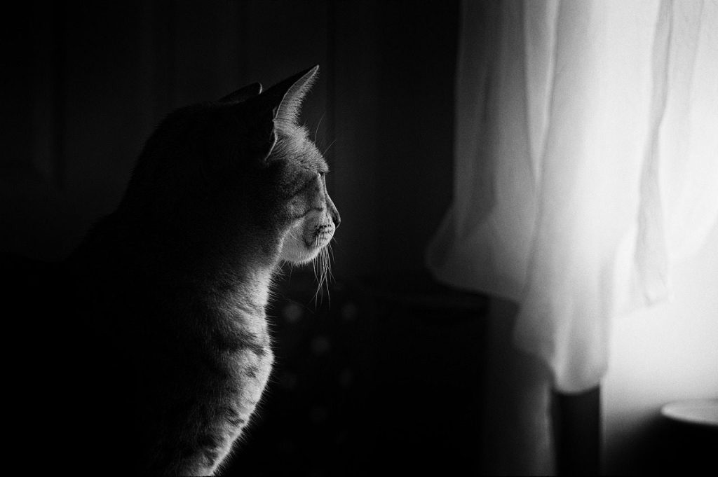 cat, window light, feline, pets, cute, sitting, mammal, window, light, home, domestic, interior, kitten, animal, indoors, fluffy, sunlight, looking, house, nature, black home, black cat, black house, black animals, black light, pet, black window, black pets, black interior, black lights