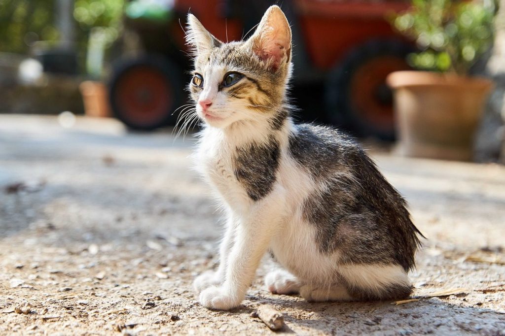 cat, kitten, pet, nature, feline, animal