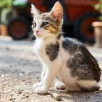 cat, kitten, pet, nature, feline, animal