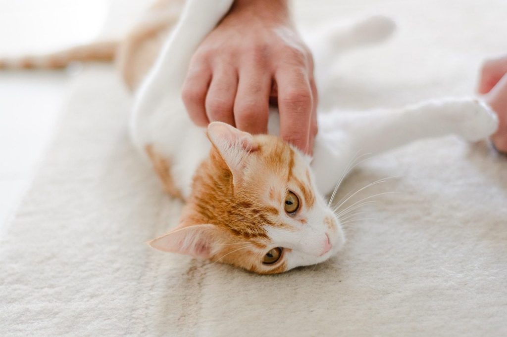 cat, pet, feline, animal, nature, fur, kitty, mammal, domestic, domestic cat, cat portrait, animal world