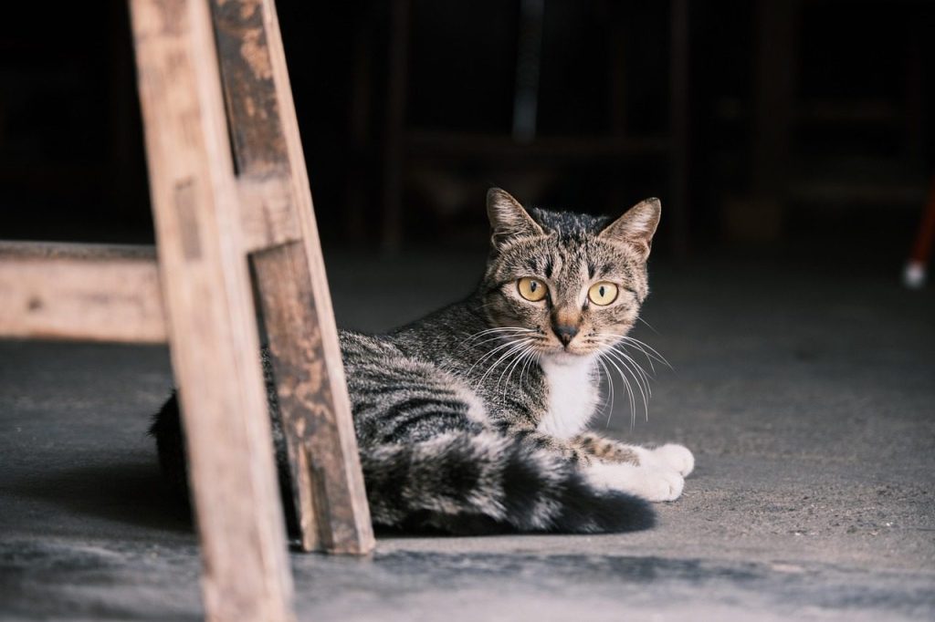 animal, cat, mammal, feline, nature, pet, kitten