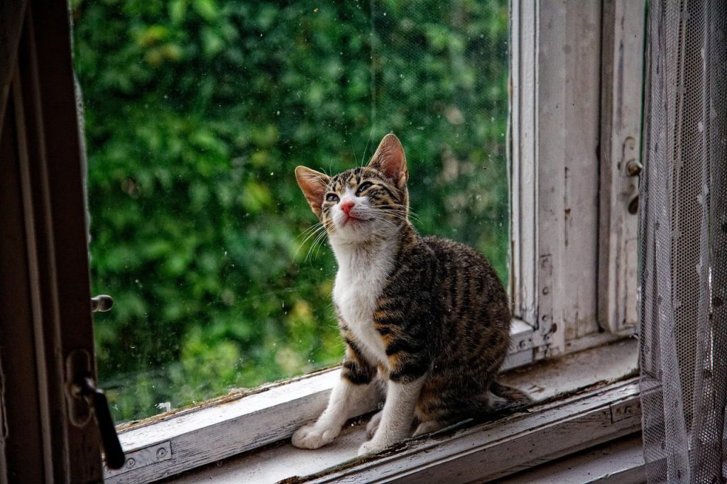 cat, kitten, window sill, pet, young cat, animal, domestic, feline, mammal, cute, sitting, curious, nature, window