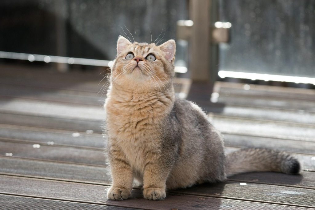 british shorthair, cat, pet, kitten, animal, tabby, bkh, nature, domestic, feline, mammal, fluffy, whiskers, cute, black-golden-ticked-tabby, closeup