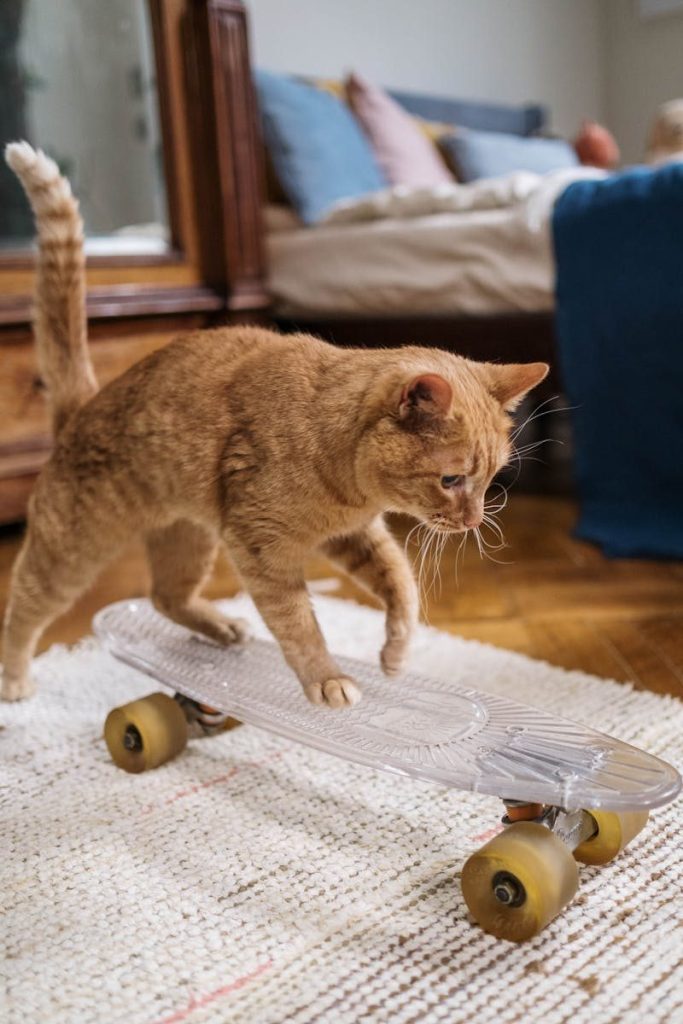 A ginger tabby cat playfully stands on a skateboard indoors, adding fun to a cozy room setting.