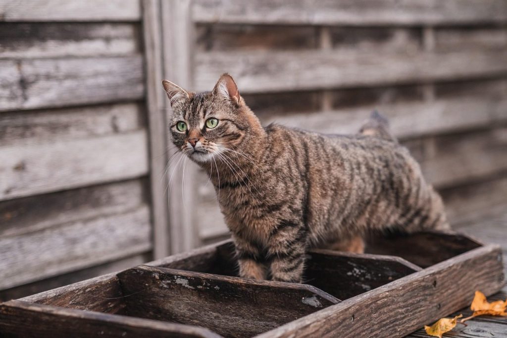animal, feline, cat, mammal, pet, tabby, breed, whiskers, nature, fur