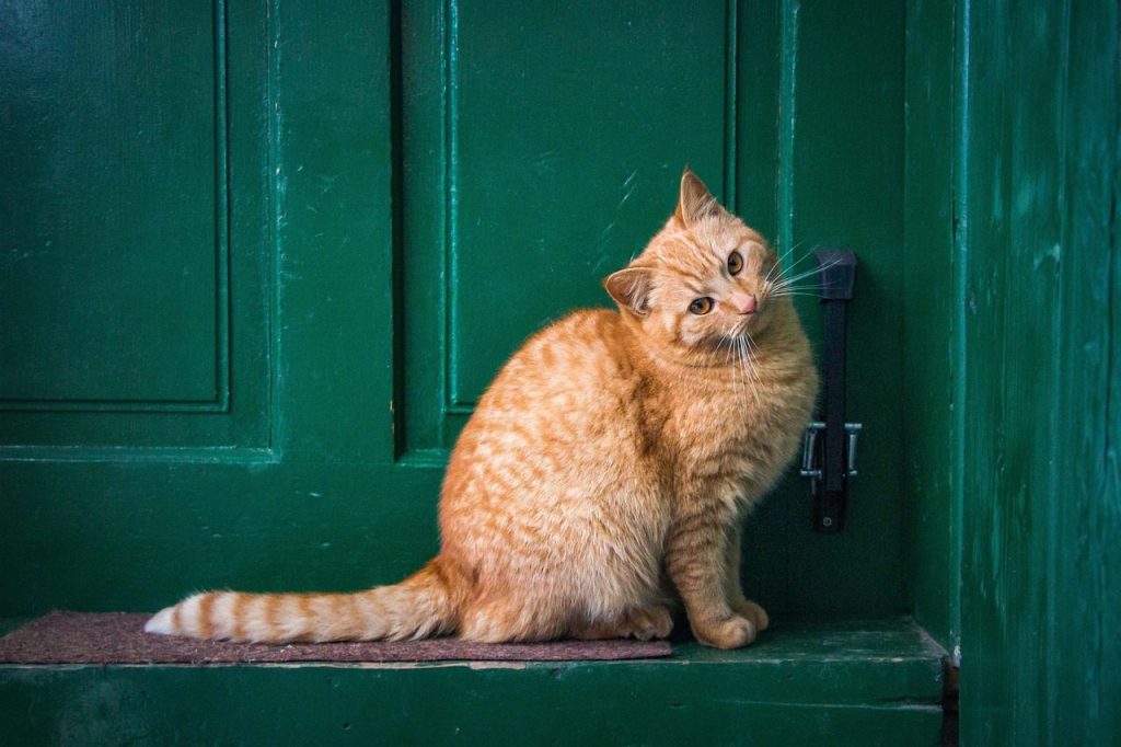 cat, front door, nature, pet, feline, animal