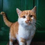 cat, front door, pet, nature, feline, animal