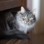animal, nature, cat, pet, feline, mammal, whiskers, fur