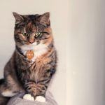 brown and black cat