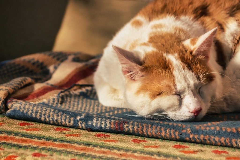 cat, sleep, nap, domestic animal, fur, pet, relax, nature, animal
