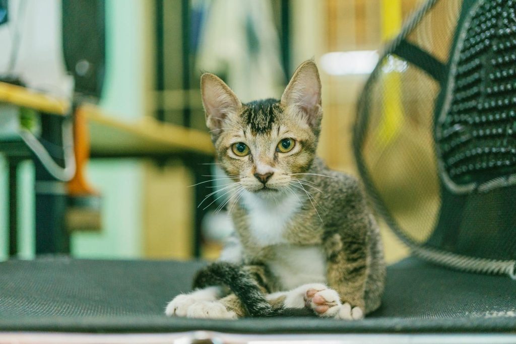 Adorable domestic cat sitting indoors with captivating eyes and whiskers.