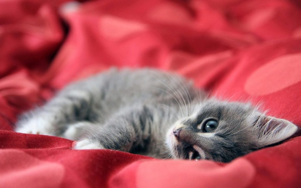 cat, kitten, feline, pet, animal, nature, mammal, maine coon, rascal