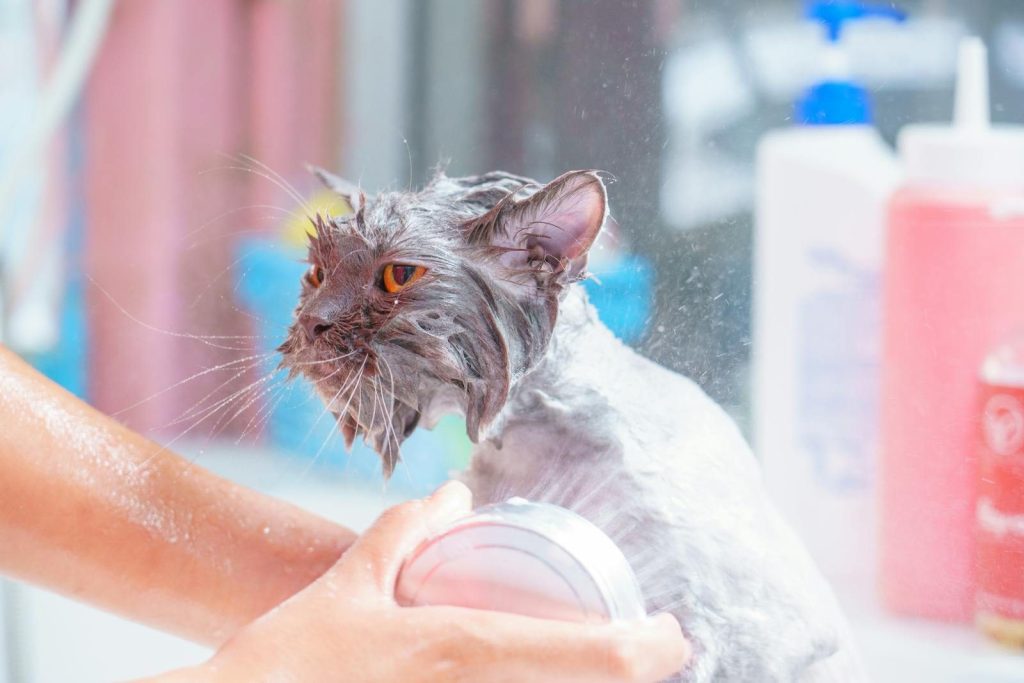 A wet gray cat being bathed, looking displeased, with soap suds and warm lighting.