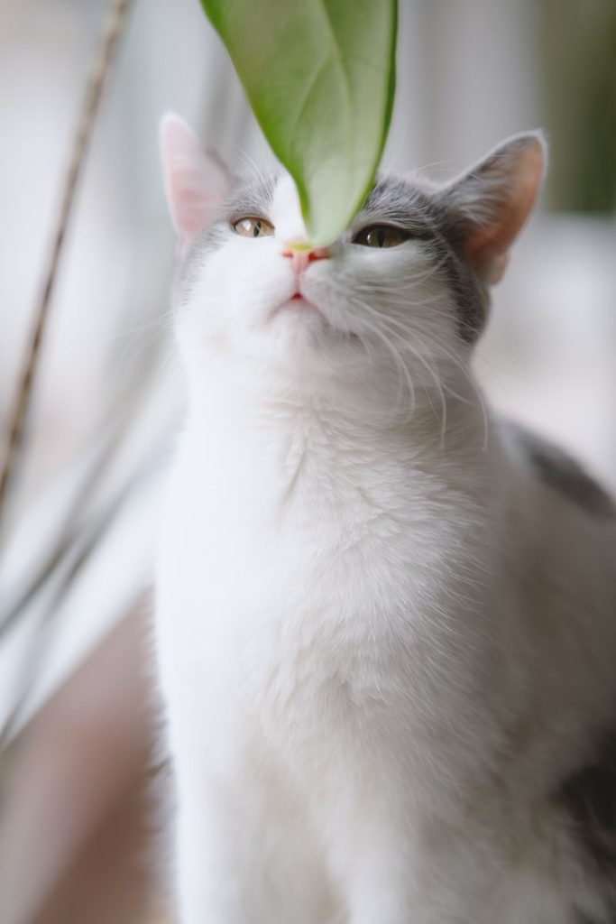 Adorable feline attentively exploring a leaf in a bright indoor setting.