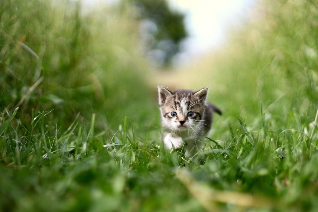 cat, pet, grass, animal, green, nature, beast