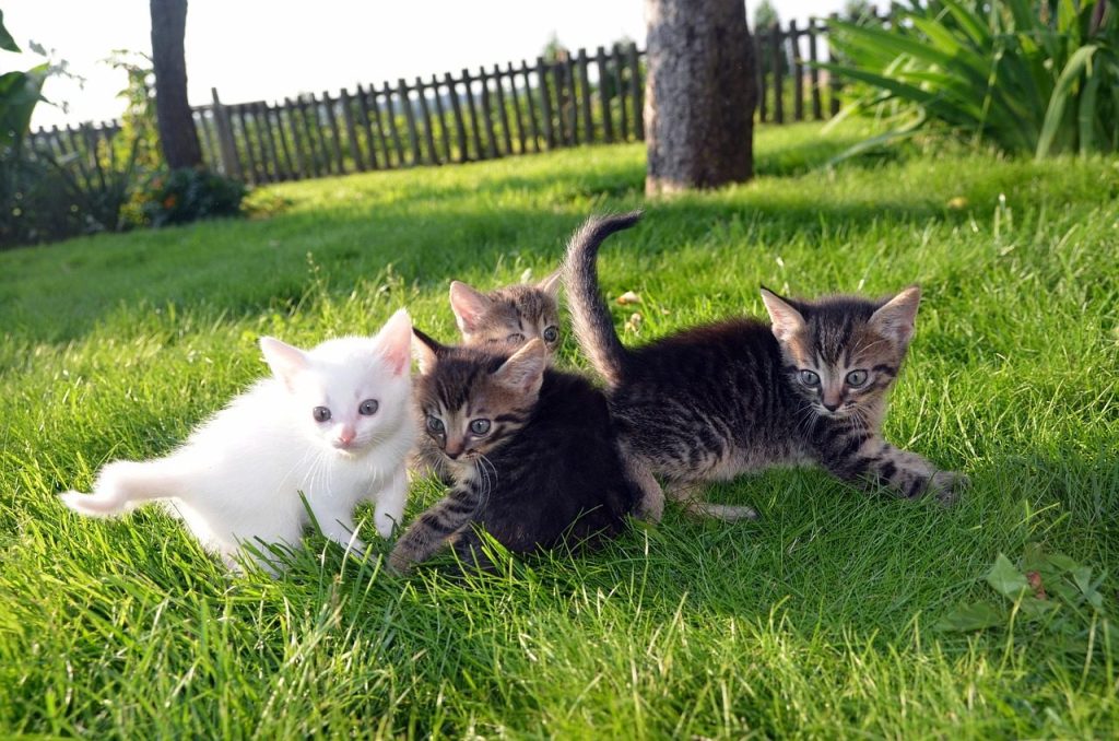cat, family, pet, love, happy, animal, young, cute, mother, together, child, fun, portrait, kitten, kitty, life, little, care, playing, green care, green fun, green together