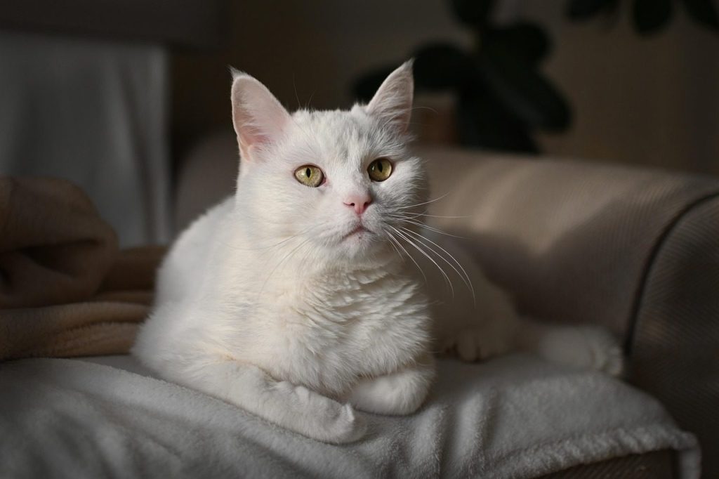 cat, pet, feline, animal, fur, kitty, domestic, domestic cat, nature, cat portrait, animal world