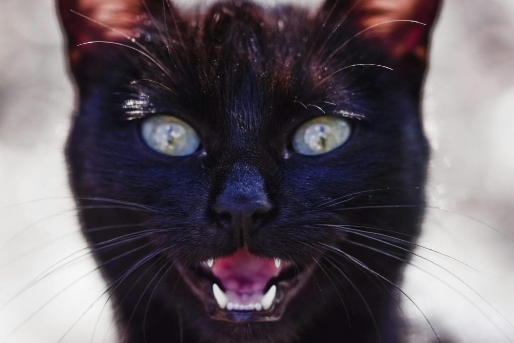 Muzzle of strong cat with black coat and sharp teeth in open mouth looking at camera while meowing in sunlight