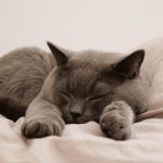 cat, pet, animal, domestic, feline, mammal, sleep, bed, british cat, nature, british shorthair, gray cat, sleeping cat, cat in bed