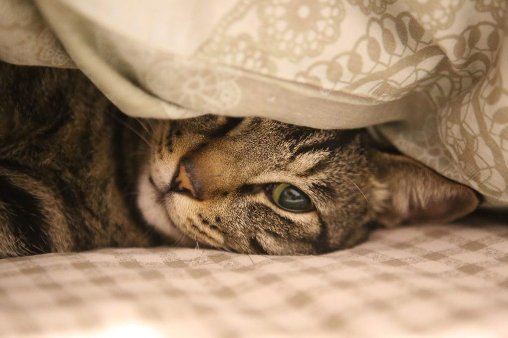 cat, nature, feline, bed, pet, animal, domestic cat, domestic animal
