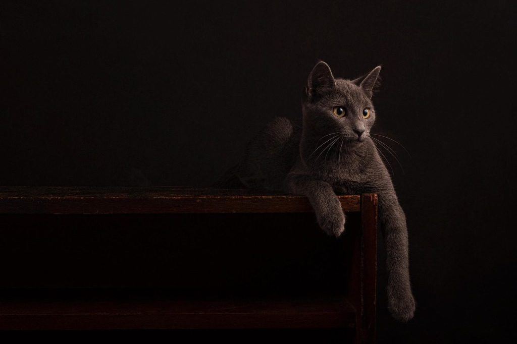 cat, hd wallpaper, cool backgrounds, feline, desktop backgrounds, whiskers, pet, windows wallpaper, 4k wallpaper, free background, laptop wallpaper, dark, wooden, furniture, background, beautiful wallpaper, free wallpaper, wallpaper hd, mac wallpaper, full hd wallpaper, wallpaper 4k, 4k wallpaper 1920x1080, nature, animal