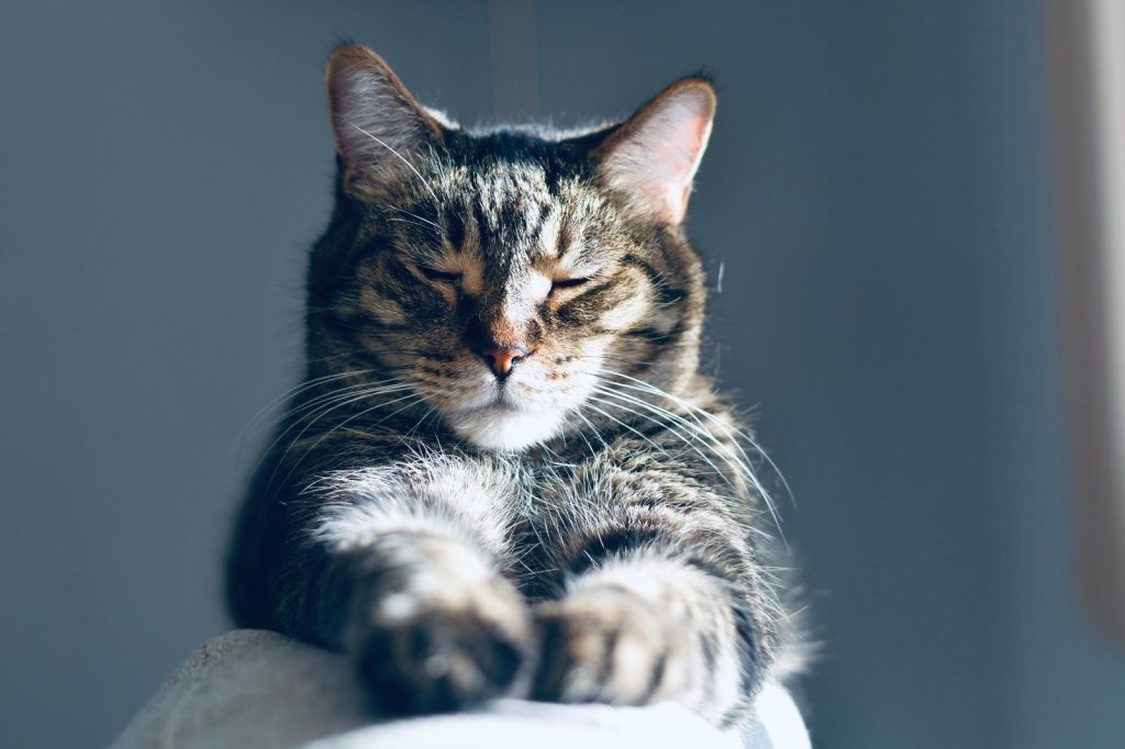 Close-up of a relaxed tabby cat basking in sunlight, highlighting its peaceful expression.