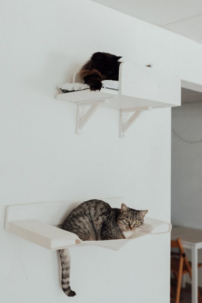 Two cats lounge on white wall-mounted shelves in a cozy indoor setting.