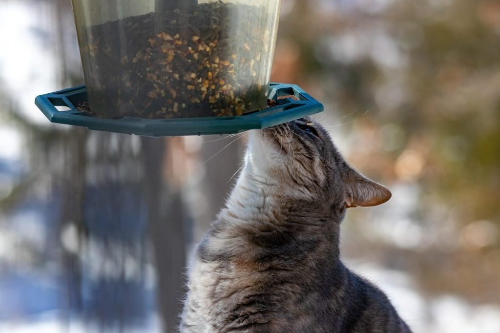 cat, feline, animal, feeder, pet, nature, wildlife