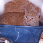 Cat sitting in a litter box