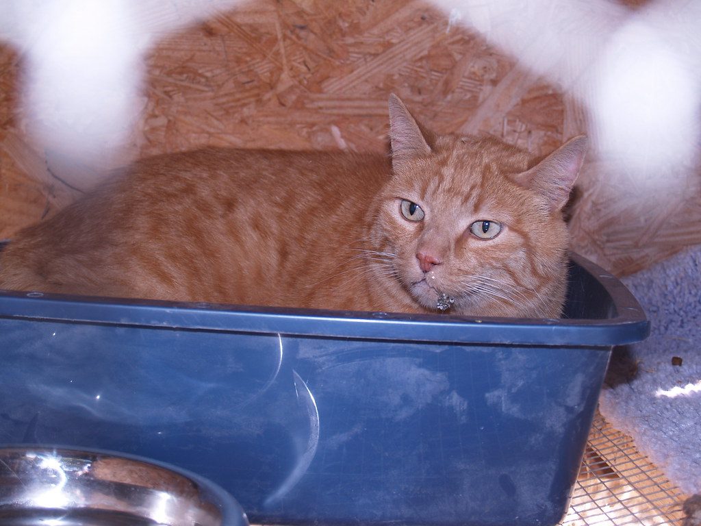 Cat sitting in a litter box