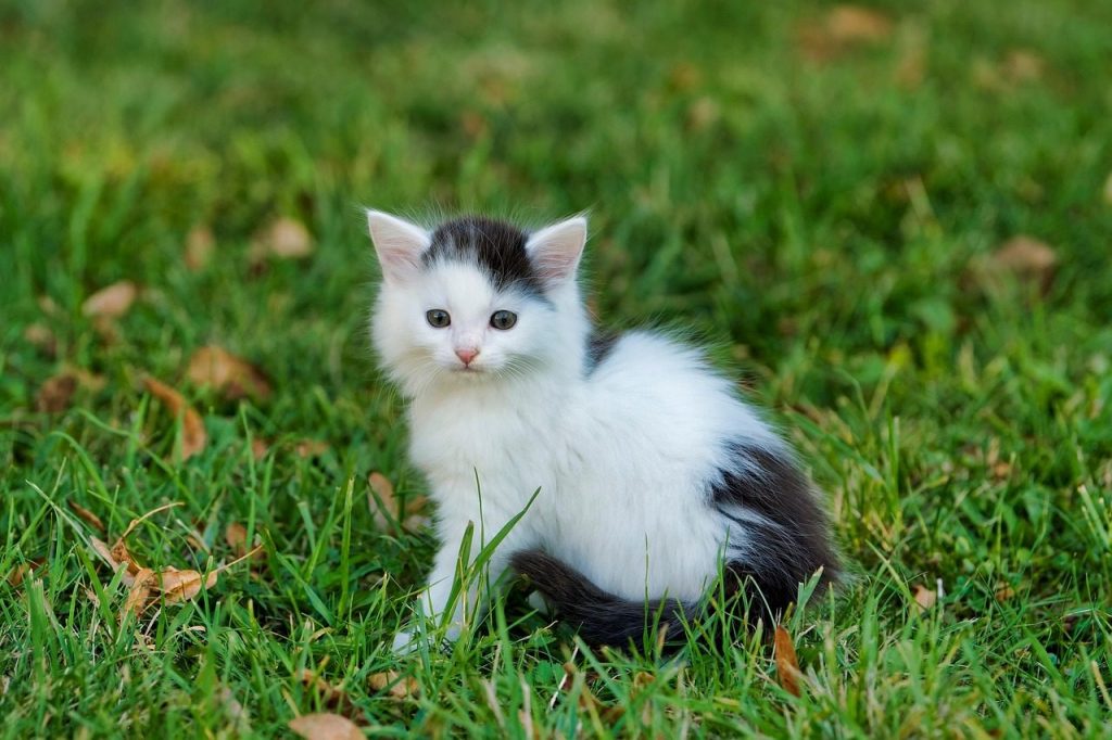 cat, kitten, pet, young cat, tabby, animal, fluffy, domestic cat, feline, mammal, nature, portrait, cat, cat, cat, cat, cat, kitten, kitten, kitten, animal
