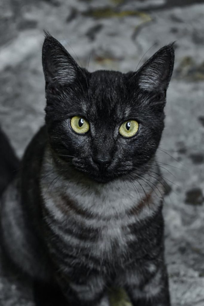 Detailed close-up of a black cat with striking yellow eyes, sitting alertly.