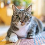 The cat is lying down and looking directly at you.