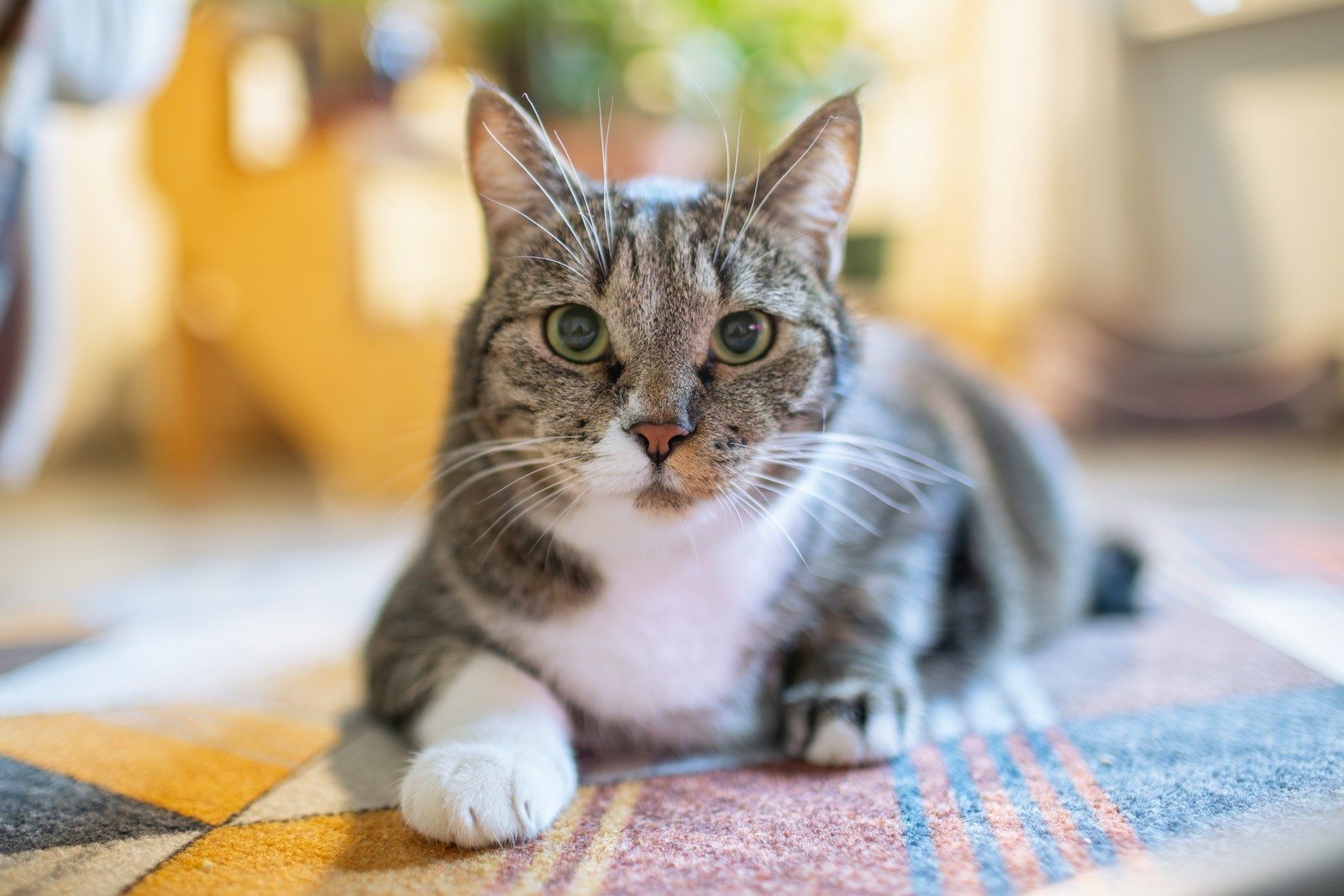 The cat is lying down and looking directly at you.