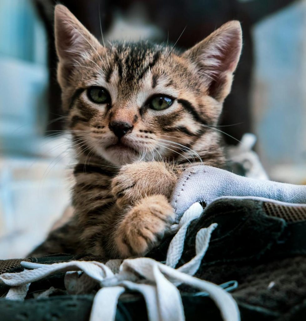 Adorable tabby kitten lounging in a shoe, showcasing playful innocence.