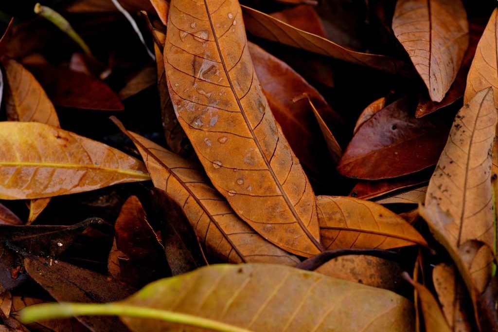 dry leaves, leaves, dew, wet, fall leaves, dried leaves, nature, autumn, orange, red