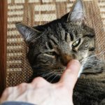A tabby cat with a finger touching its nose.