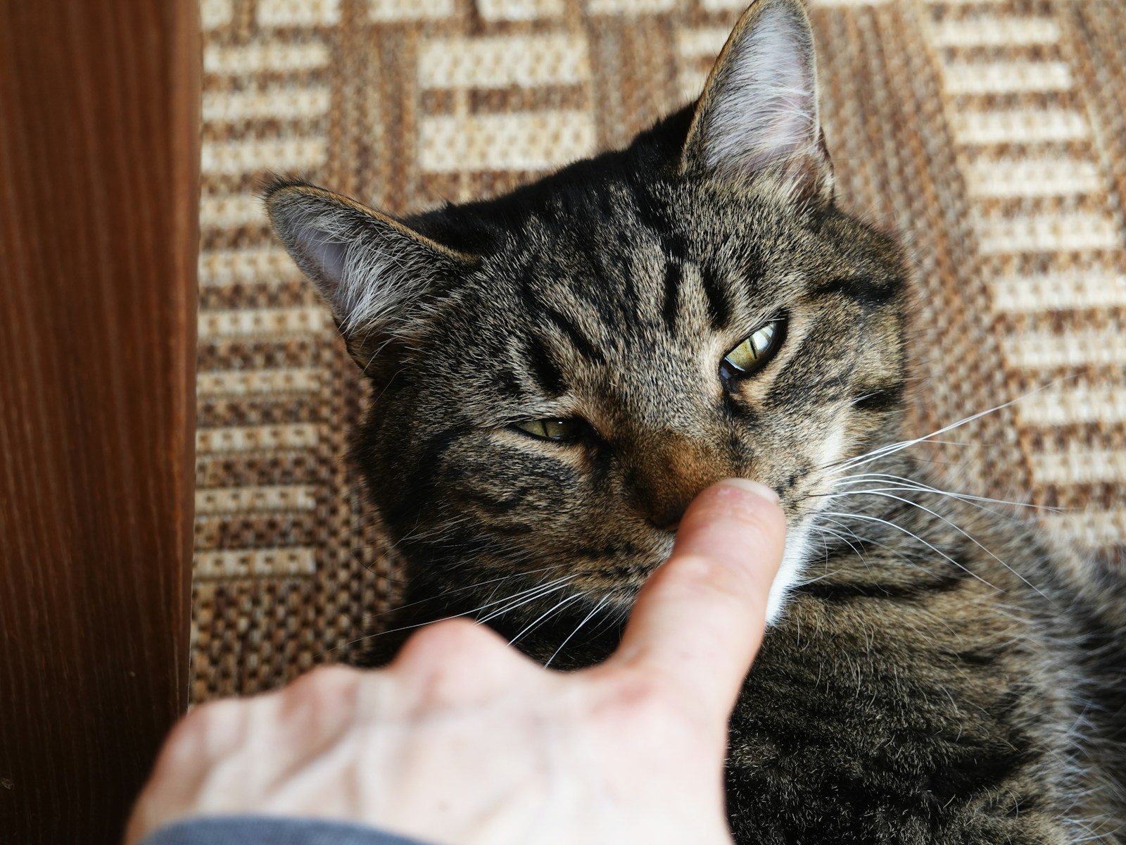 A tabby cat with a finger touching its nose.