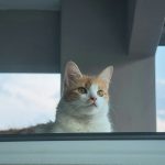 A ginger and white cat looking up