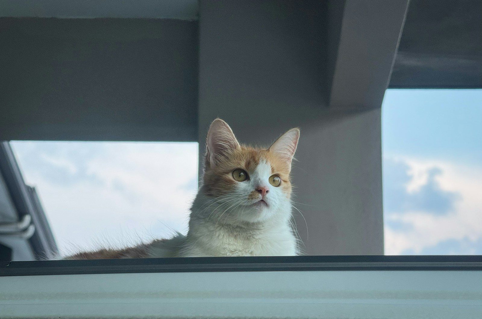 A ginger and white cat looking up