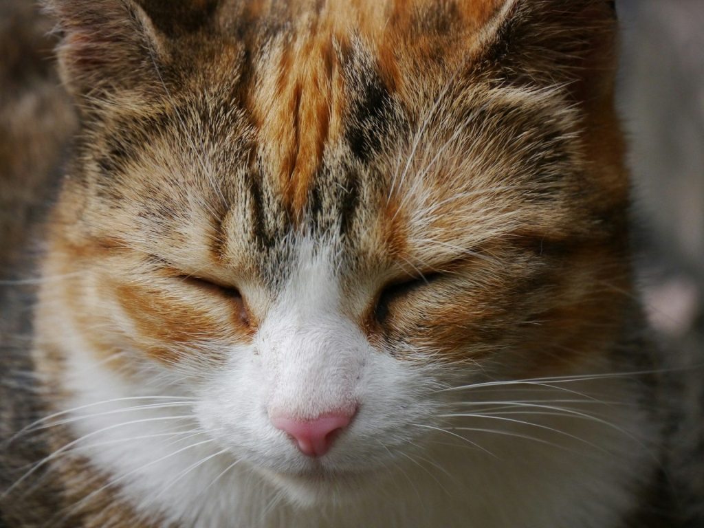A close up of a cat with its eyes closed