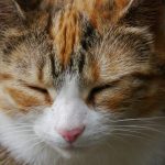 A close up of a cat with its eyes closed