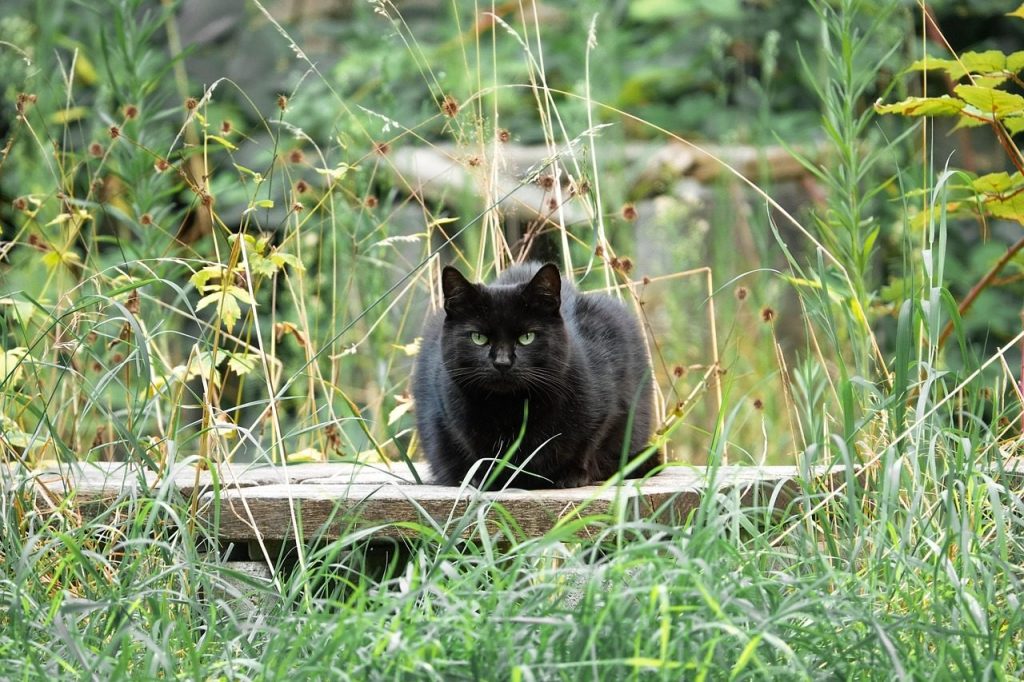 cat, mammal, animal, black cat, pet, domestic animal, feline, outdoors, nature, portrait