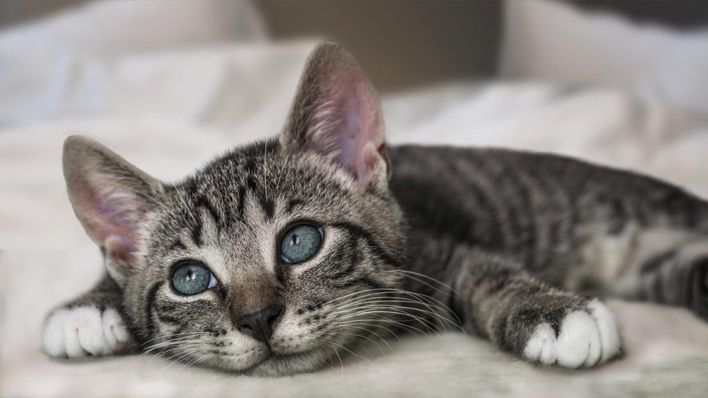 european shorthair, cat, kitten, pet, young cat, animal, domestic cat, nature, feline, domestic animal, mammal, fur, closeup, portrait, cute