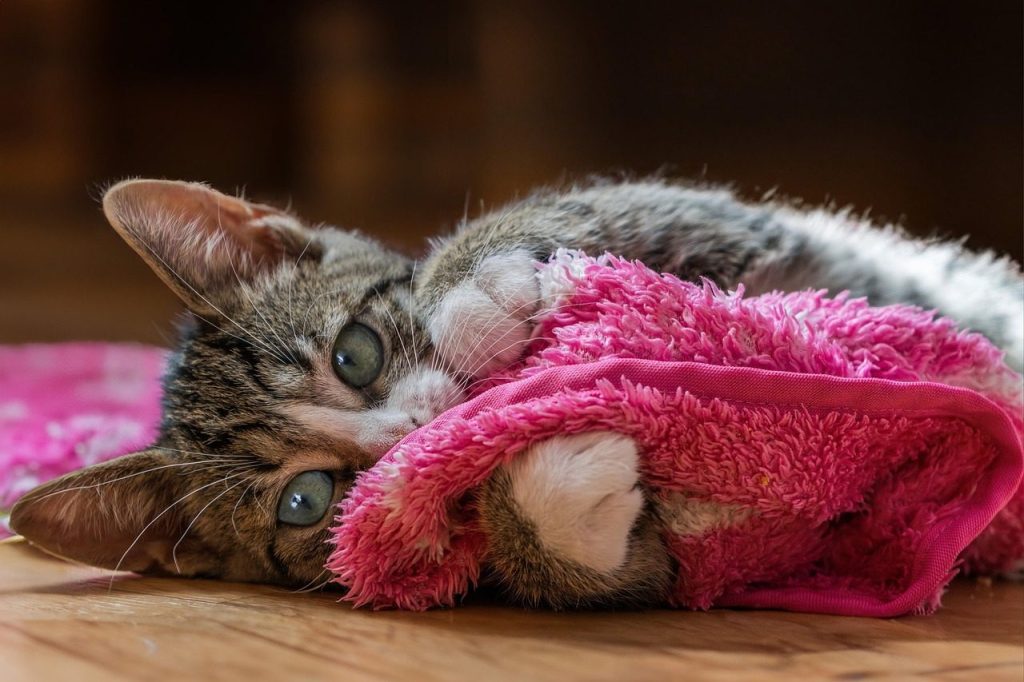 european shorthair, cat, kitten, pet, young cat, nature, animal, domestic cat, feline, domestic animal, mammal, fur, closeup, portrait, pink, cute