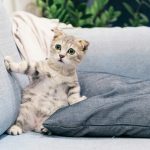 brown tabby kitten