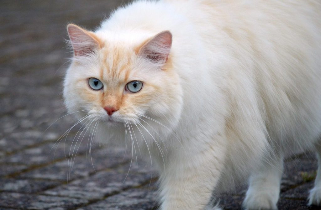 cat, nature, domestic animal, animal, mammal, domestic cat, wildlife, outdoors, whiskers, cat face, eyes, close up, cat eyes, pet, head, nose, cat portrait, animal world, fur, attentive, curious, cat body, watch, soft fur, cat hair, sneak up on
