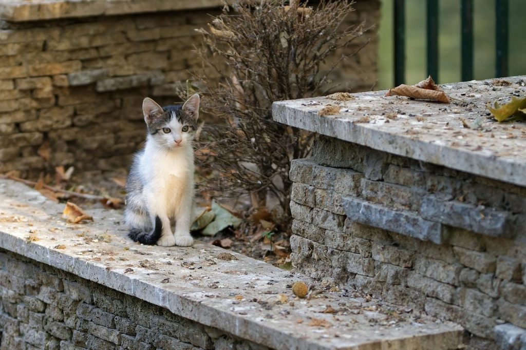 cat, kitten, pretty, animal, pet, feline, fur, white, stand, nature, gray, wall, decorative, leaves, autumn