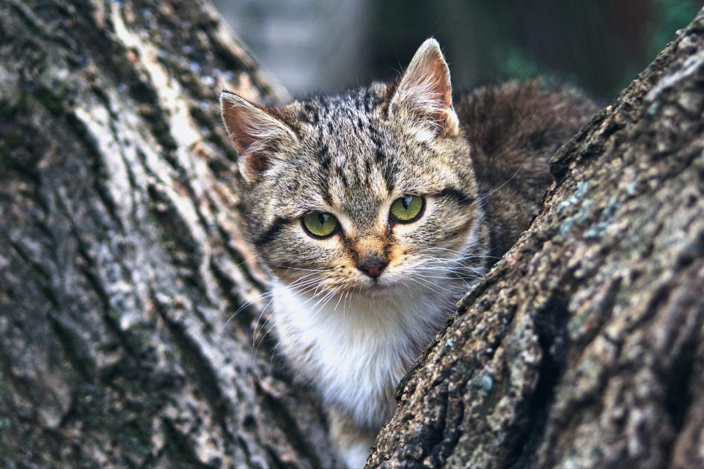cat, pet, nature, kitten, animal, tree